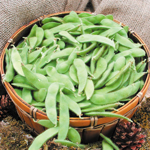 Top-down view of Sayamusume edamame pods in a basket showing plump, fuzzy light-green pods on a burlap background
