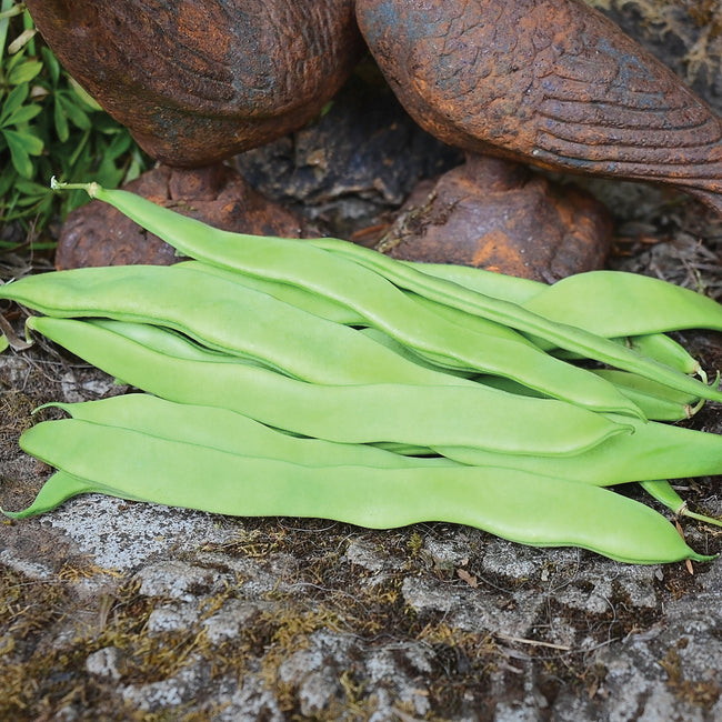 Front view of Helda Romano bean pods showcasing long flat stringless green pods on dark background