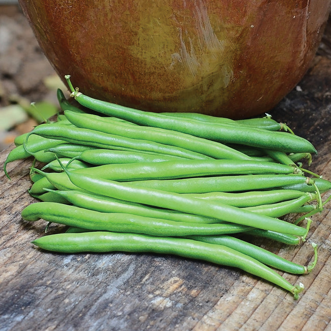 Close-up of Wyatt snap beans showing slender bright green 5 to 6 inch pods on a wooden surface