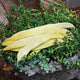 Close-up of Golden Gate Romano bean pods on the plant showcasing large flattened sunny yellow pods with dark green foliage