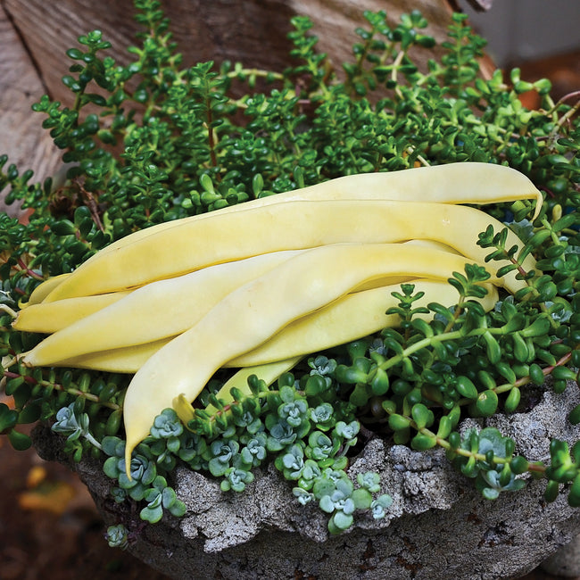 Close-up of Golden Gate Romano bean pods on the plant showcasing large flattened sunny yellow pods with dark green foliage