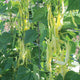 Close up of Golden Gate Romano pole bean plant showing long flattened yellow pods on dark green vines