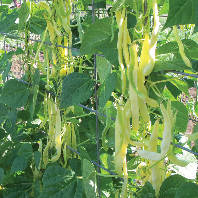 Close up of Golden Gate Romano pole bean plant showing long flattened yellow pods on dark green vines