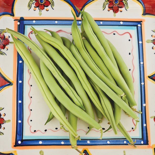 Top view of Provider bean pods showcasing light green snap pods on a patterned ceramic plate