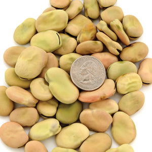 Close-up of Aprovecho fava bean seeds showing buff-colored seeds with a quarter for scale on white background