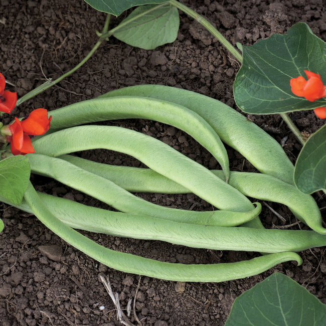 Close-up of Lady Di runner bean pods showcasing tender, stringless green pods with red flowers on garden soil