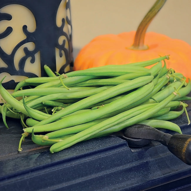 Close-up of Mascotte green bean pods showcasing slender, stringless harvest with a blurred pumpkin and patterned pot in background