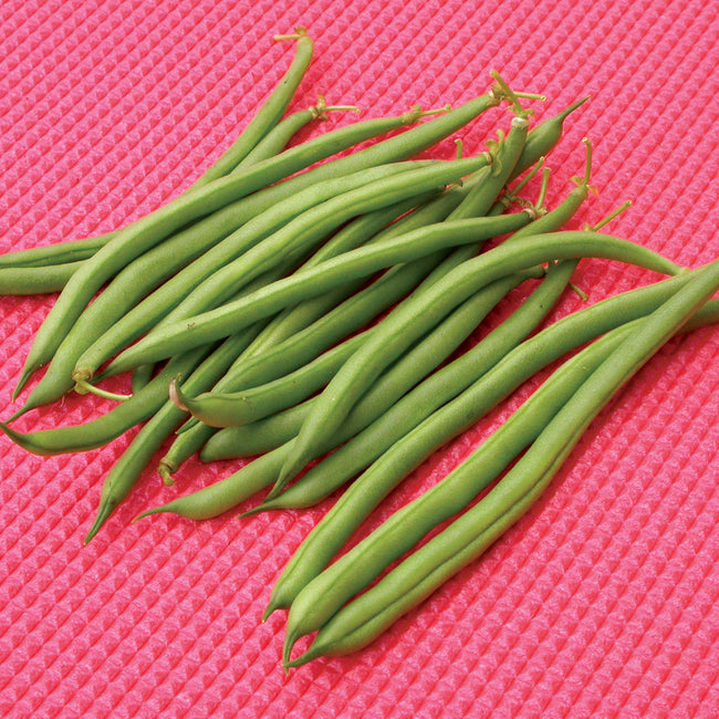 Close-up of Jade bean pods showcasing straight deep-green 5–7 inch snap pods on pink background