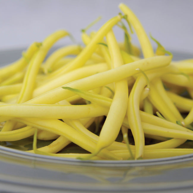 Close-up of Borsalino yellow filet bean pods showcasing slender, straight, stringless pods in a shallow glass bowl