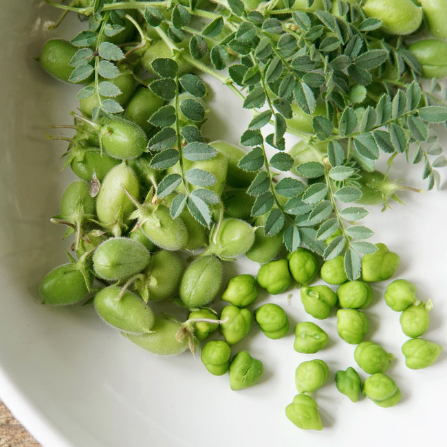 Myles Garbanzo Bean