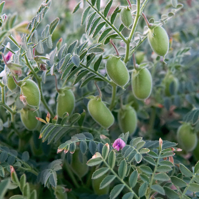Close-up of Myles Garbanzo bean seeds showing small brown desi-type chickpeas on white background