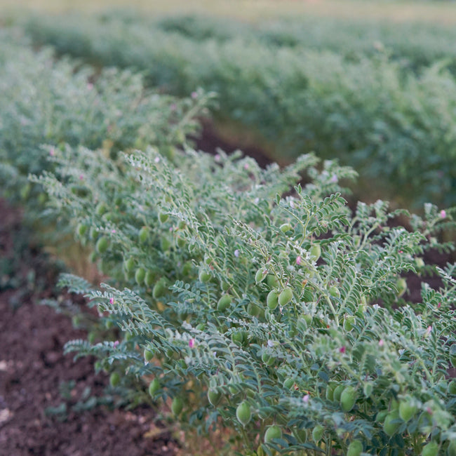 Myles garbanzo plants growing in rows in a garden field, showing green chickpea pods and small pink flowers