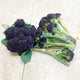 Front view of Burgundy purple sprouting broccoli heads showing rich purple florets and long tender green stems on white background