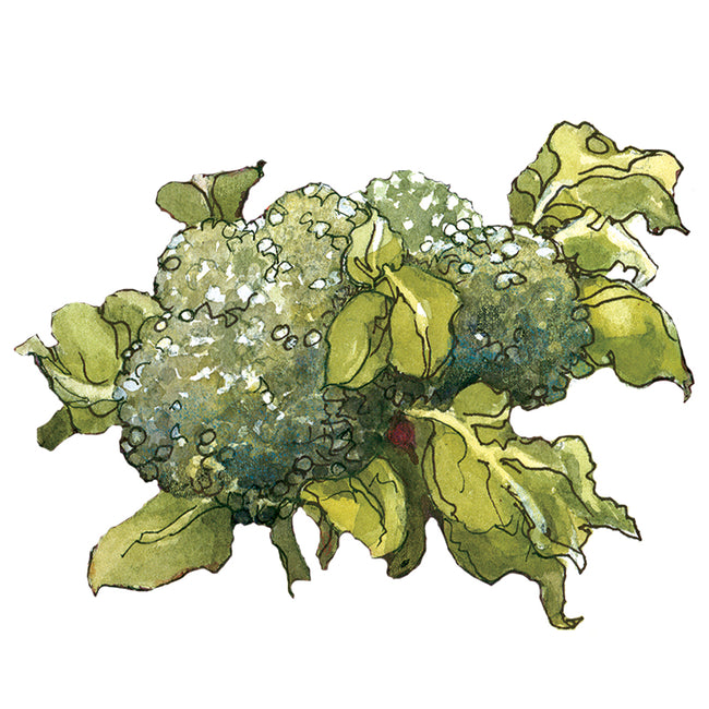 Watercolor illustration of Hybrid Broccoli Blend showing broccoli heads and leaves on a white background