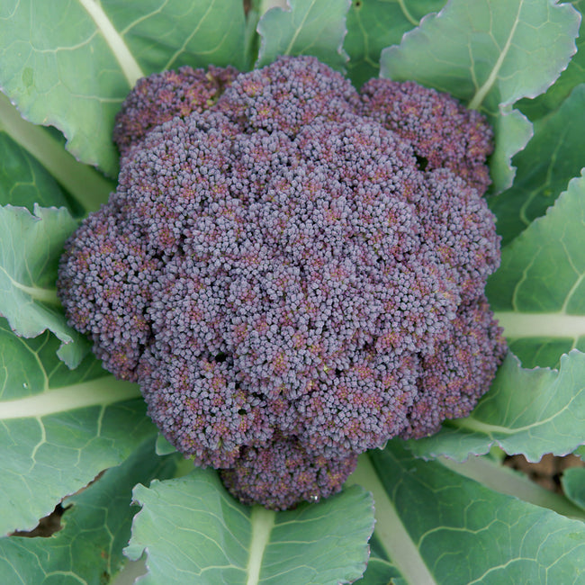 Close-up of Jacaranda broccoli crown showcasing a vibrant purple head with surrounding blue-green leaves