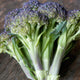 Close-up of Jacaranda broccoli crown showing vibrant purple-tinged 5-inch head and blue-green leaves