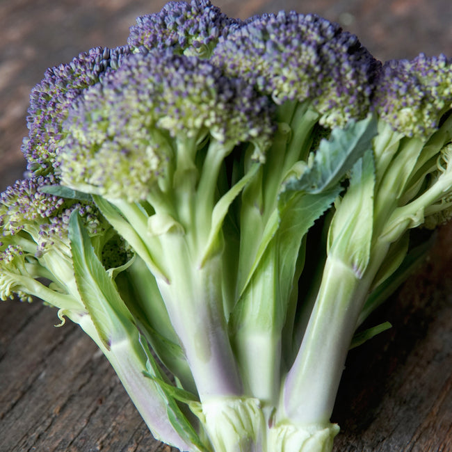 Close-up of Jacaranda broccoli crown showing vibrant purple-tinged 5-inch head and blue-green leaves