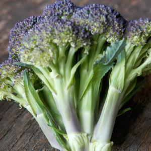 Close-up of Jacaranda broccoli crown showing vibrant purple-tinged 5-inch head and blue-green leaves