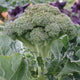Close up of Belstar broccoli crown on plant showcasing tightly domed blue green florets and thick stalk