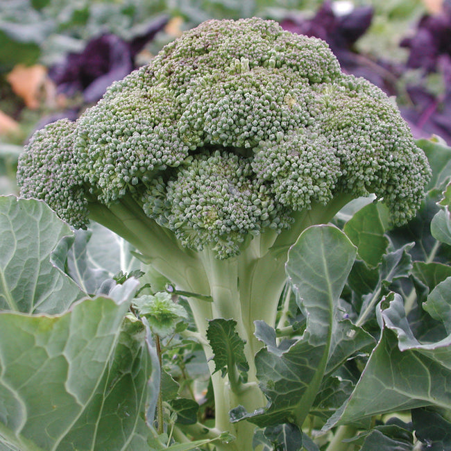 Close up of Belstar broccoli crown on plant showcasing tightly domed blue green florets and thick stalk