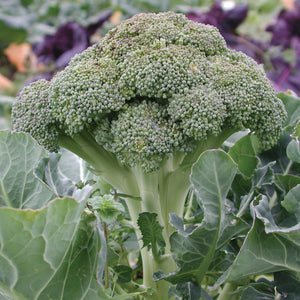 Close up of Belstar broccoli crown on plant showcasing tightly domed blue green florets and thick stalk