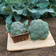 Two Belstar broccoli heads on a wooden board showcasing dense blue-green florets and compact domes
