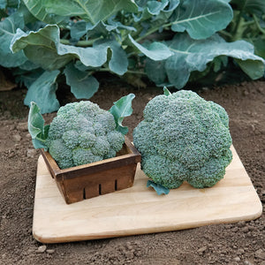 Two Belstar broccoli heads on a wooden board showcasing dense blue-green florets and compact domes