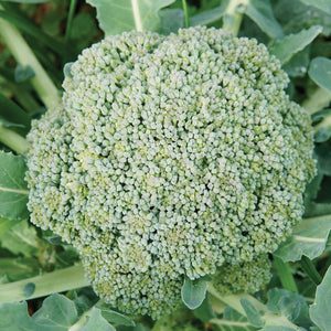 Close-up of Gemini broccoli head showing tight light-green florets and surrounding leaves