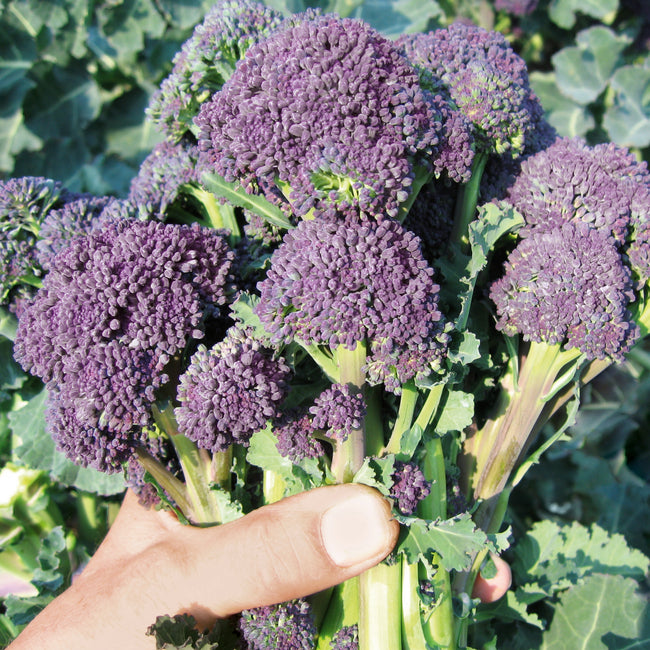 Close-up of Santee broccoli head showing purple florets and green stems