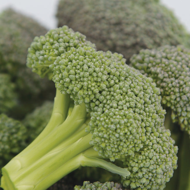Close-up of Monflor broccoli crown showing blue-green head and long clean stem on white background