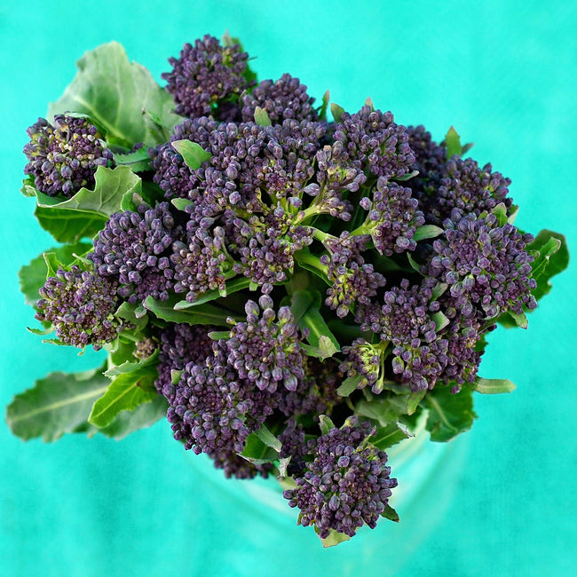 Top-down view of purple sprouting broccoli cluster showing small purple florets and green leaves on a turquoise background