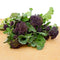 Close-up of Rudolph sprouting broccoli showing purple spears and green leaves on a light background
