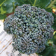 Close-up of Umpqua broccoli head showcasing a tight green crown and dense florets with a blurred garden background