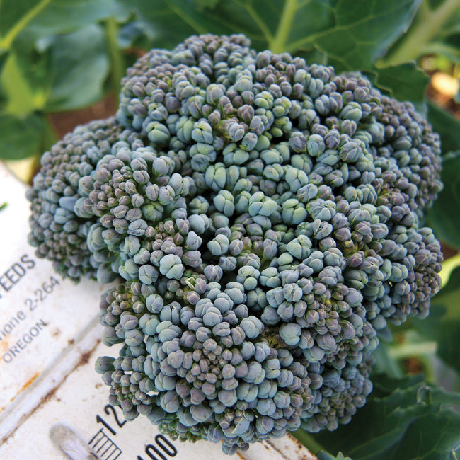 Close-up of Umpqua broccoli head showcasing a tight green crown and dense florets with a blurred garden background