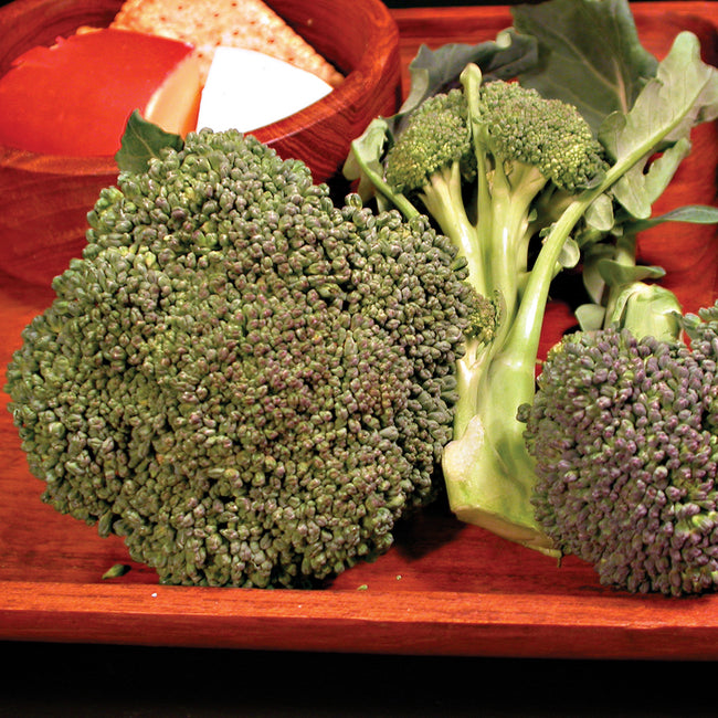 Front view of Umpqua broccoli heads showing large dense green crowns with short stems on red background