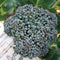 Close-up of Umpqua broccoli head showcasing a tight green crown and dense florets with a blurred garden background