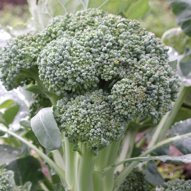 Close up of Thompson broccoli head showing tight green florets on stalk with blurred garden background