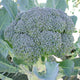 Close up of Gypsy broccoli head showing a smooth, well domed crown of tight green florets with surrounding leaves