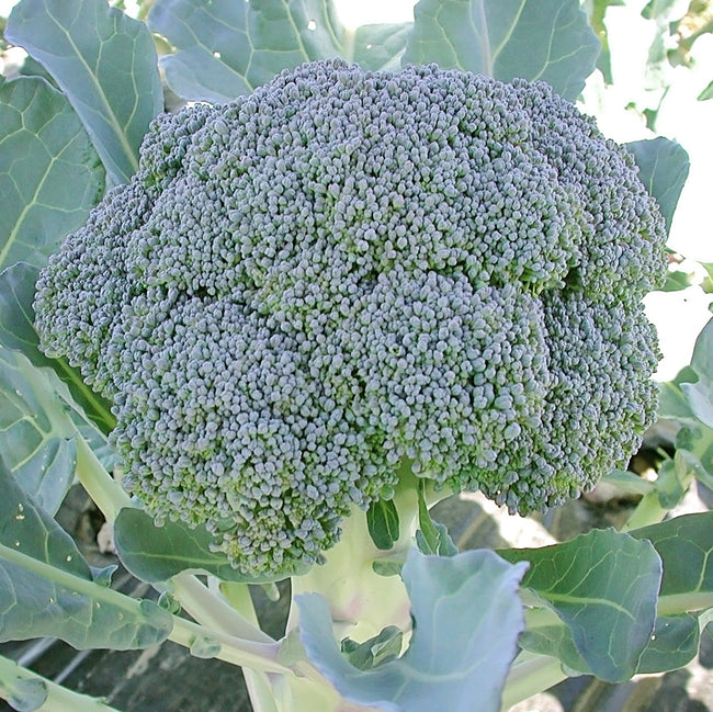 Close up of Gypsy broccoli head showing a smooth, well domed crown of tight green florets with surrounding leaves