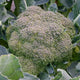 Close-up of De Ciccio broccoli head showing a 3–4 inch blue-green crown with surrounding leaves