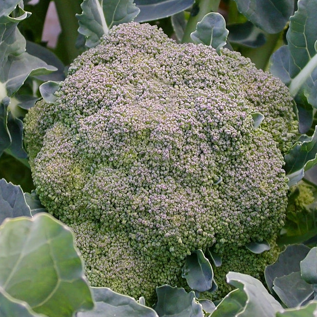 Close-up of De Ciccio broccoli head showing a 3–4 inch blue-green crown with surrounding leaves