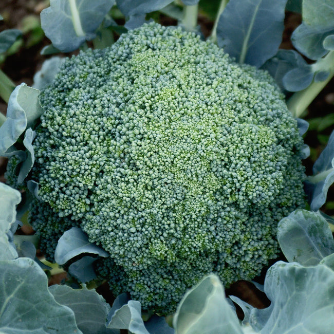 Front view of Emerald Crown broccoli head showing large blue-green domed florets with surrounding leaves