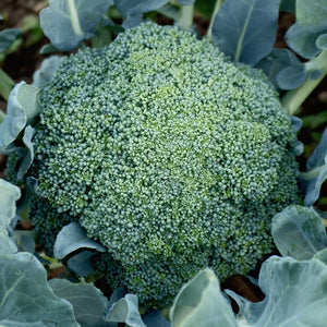 Front view of Emerald Crown broccoli head showing large blue-green domed florets with surrounding leaves