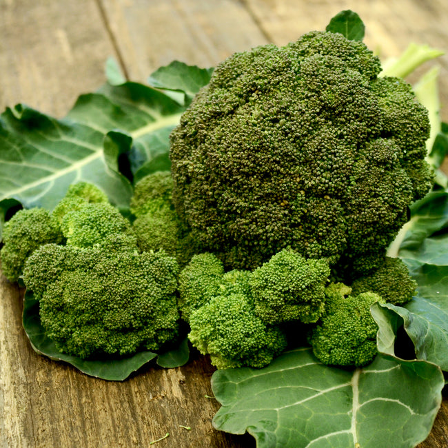 Close-up of Sequoia broccoli crown showing large domed head and tight dark green beads on green leaves