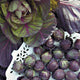 RUBINE-BRUSSELS SPROUT