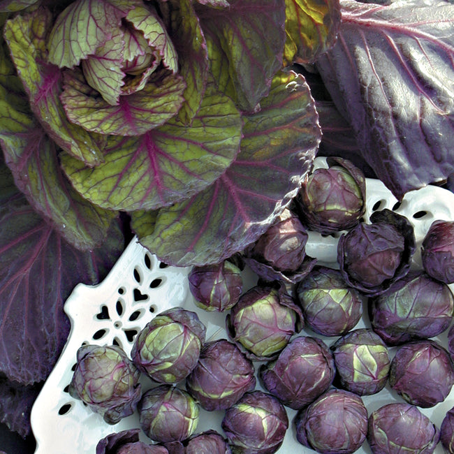 RUBINE-BRUSSELS SPROUT