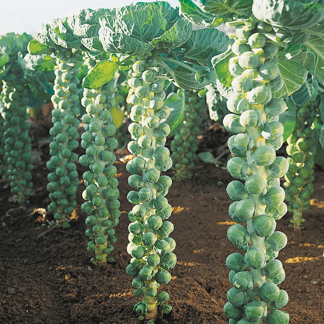 Front view of Igor Brussels sprouts plant showing firm green sprouts clustered along the stalk on white background