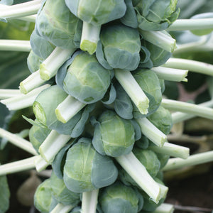 Close-up of Franklin Brussels sprouts on stalk showcasing firm, uniform sprouts with leafy garden background