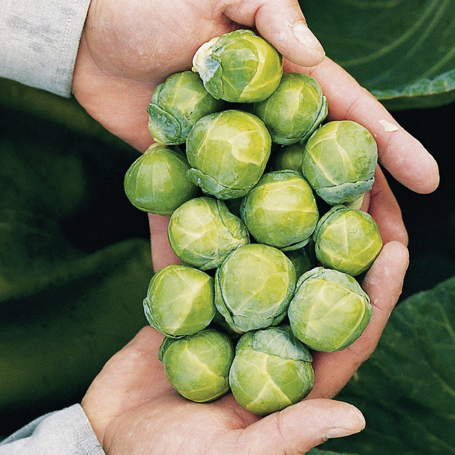 Close-up of Nautic Brussels sprouts held in hands, showing smooth, tightly wrapped green mini heads with a natural background