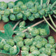 Close-up of Roodnerf Brussels sprouts on stalks showing plump green sprouts and leaves on a brown background